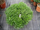 میخک ژاپنی